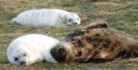 Donna Nook Seals