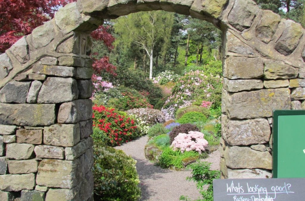 Azaleas and Rhododendrons!