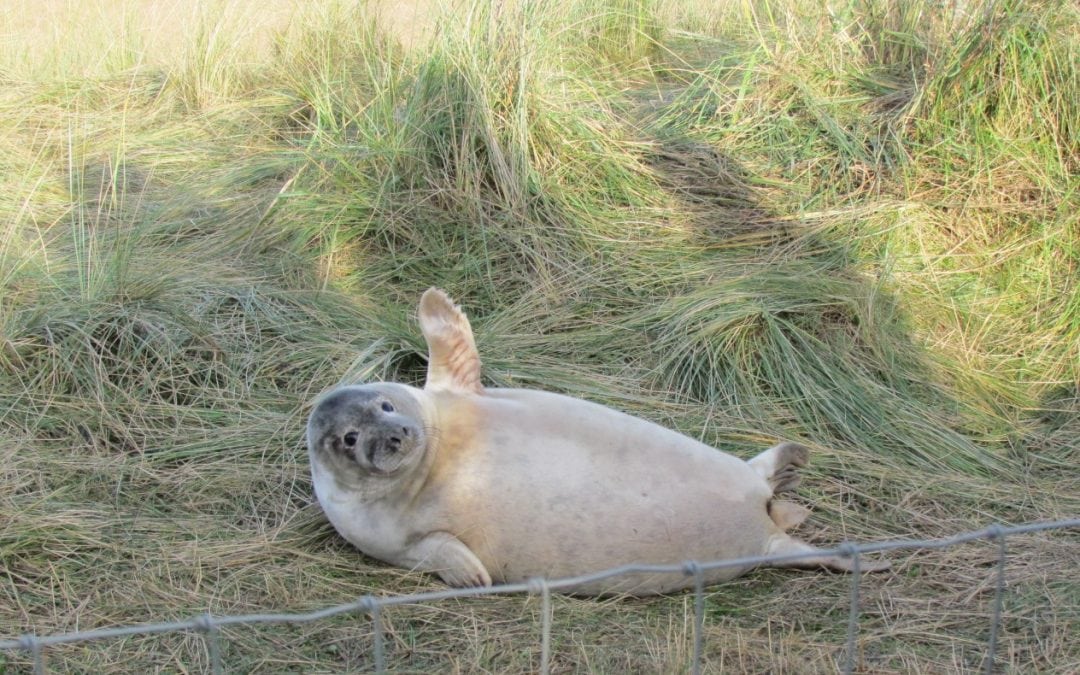 Seal time again!