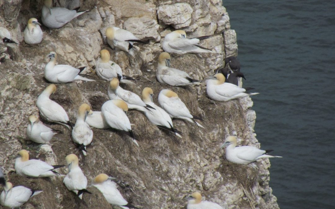 Bempton Cliffs